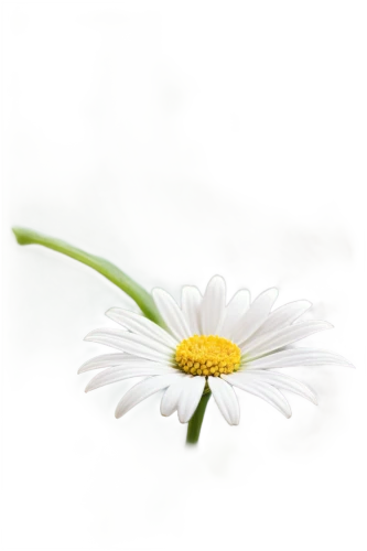 leucanthemum,wood daisy background,flowers png,shasta daisy,marguerite daisy,oxeye daisy,common daisy,camomile flower,ox-eye daisy,flannel flower,mayweed,leucanthemum maximum,small white aster,daisy flower,bellis perennis,the white chrysanthemum,perennial daisy,white chrysanthemum,stitchwort,marguerite,Illustration,Realistic Fantasy,Realistic Fantasy 17