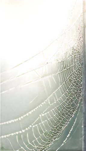 spider silk,morning dew in the cobweb,tangle-web spider,cobweb,spider's web,spiderweb,spider web,cobwebs,spider net,argiope,web,webbing,webs,harvestmen,harvestman,widow spider,orb-weaver spider,spider network,net-winged insects,web element,Art,Classical Oil Painting,Classical Oil Painting 12