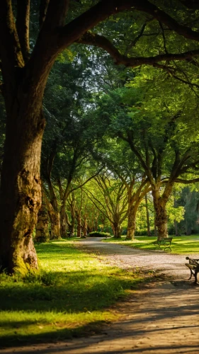 tree lined path,walk in a park,tree lined,sefton park,tree-lined avenue,tree lined lane,royal botanic garden,park bench,nara park,row of trees,wooden bench,green space,green forest,tree canopy,forest path,benches,pathway,tree grove,the park,green landscape