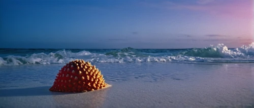 seashell,light cone,cone,spiny sea shell,sea shell,sandcastle,beach shell,sand castle,garden cone snail,seashells,christmas on beach,vlc,safety buoy,spinning top,traffic cone,cones milk star,pine cone,sea-shore,school cone,road cone,Photography,Documentary Photography,Documentary Photography 15