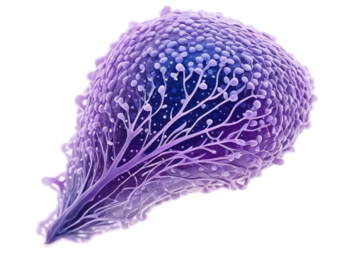 cnidaria,cnidarian,coral fungus,polyp,red cabbage,sea anemone,flaccid anemone,nudibranch,cockscomb,caryophyllaceae,sea slug,mushroom coral,purple anemone,escherichia coli,nerve cell,feather carnation,feather coral,convolvulaceae,purpurea,broccoflower,Illustration,Black and White,Black and White 24