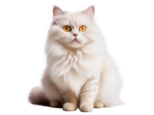 turkish angora,british longhair cat,turkish van,domestic long-haired cat,siberian cat,norwegian forest cat,birman,white cat,american curl,kurilian bobtail,american bobtail,british longhair,cats angora,japanese bobtail,pet vitamins & supplements,breed cat,british semi-longhair,cat image,maincoon,cat vector,Illustration,Retro,Retro 02