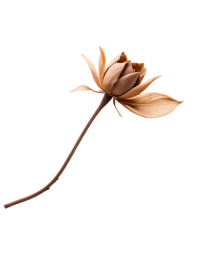 flowers png,dried flower,minimalist flowers,dried wild flower,lotus leaf,flax-leaved tulip,dried rose,lotus png,magnolia flower,flower illustration,magnolia leaf,rose flower illustration,windflower,brown leaf,wood flower,dried petals,rose png,seed pod,chestnut leaf,rose branch,Conceptual Art,Daily,Daily 29