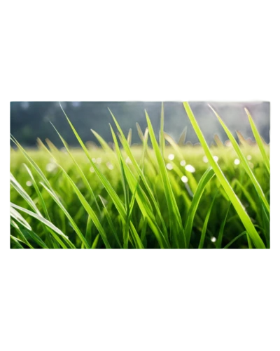 quail grass,artificial grass,golf course grass,meadow fescue,wheat germ grass,block of grass,grass,grass grasses,arrowgrass,sweet grass plant,grass fronds,halm of grass,wheatgrass,green grass,trembling grass,grass lily,long grass,grass roof,grass blades,wheat grass,Illustration,Retro,Retro 21