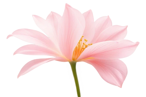 dahlia pink,flowers png,pink chrysanthemum,gerbera flower,cosmos flower,pink flower,gerbera,lily flower,pink flower white,lotus png,flower pink,flower background,anemone japonica,pink anemone,flower of dahlia,star dahlia,lotus ffflower,flower illustrative,two-tone flower,korean chrysanthemum,Conceptual Art,Daily,Daily 13