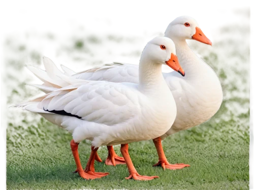 greylag geese,a pair of geese,greylag goose,snow goose,shelduck,geese,gooseander,australian shelduck,tula fighting goose,galliformes,water fowl,brahminy duck,canadian swans,swan pair,avian flu,fujian white crane,sporting decoys,ducks  geese and swans,goose game,waterfowl,Illustration,Japanese style,Japanese Style 18