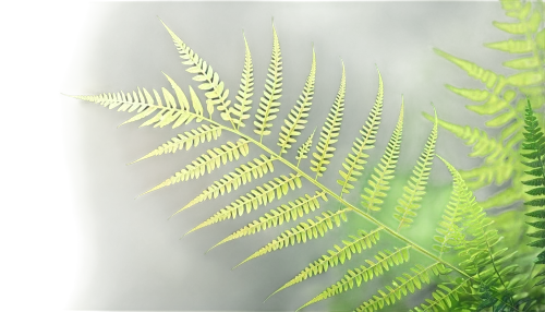 fern leaf,fern plant,fern fronds,ferns,ferns and horsetails,leaf fern,ostrich fern,tree ferns,cycad,fern,frond,grass fronds,tropical leaf,palm tree vector,fishtail palm,palm leaf,jungle leaf,palm leaves,fir fronds,young frond,Illustration,Japanese style,Japanese Style 03