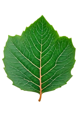 fig leaf,grape leaf,beech leaf,chestnut leaf,walnut leaf,custody leaf,mammoth leaf,leaf vegetable,fan leaf,grape leaves,mape leaf,foliage leaf,wild grape leaves,bay-leaf,round leaved liverleaf,leaf border,vine leaves,leaf structure,brown leaf,acorn leaf,Photography,Black and white photography,Black and White Photography 04