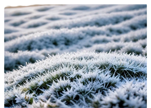 ground frost,morning frost,hoarfrost,frozen morning dew,frost,the first frost,frosty weather,ice flowers,ice crystals,cotton grass,ice plant,frosty,white turf,frozen dew drops,frosted rose hips,ice landscape,dew on grass,ice crystal,icing sugar,salt crystals,Photography,Artistic Photography,Artistic Photography 10