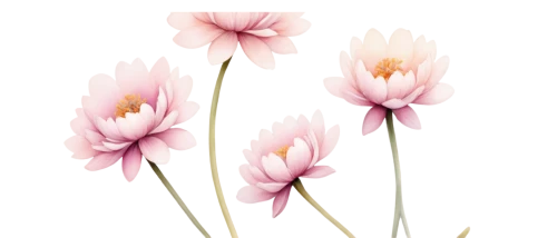 flowers png,tulip background,pink tulips,pink tulip,tulip flowers,pink daisies,flower illustrative,wild tulips,snowdrop anemones,floral digital background,tulipa,tulips,centaurium,flower illustration,two tulips,pink chrysanthemum,pink anemone,chrysanthemum background,watercolor floral background,minimalist flowers,Conceptual Art,Daily,Daily 01