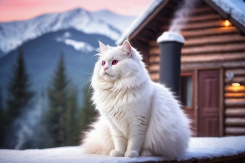 norwegian forest cat,siberian cat,white cat,turkish angora,american curl,snowball,domestic long-haired cat,siberian,snowshoe,blue eyes cat,british longhair cat,cat with blue eyes,winter animals,maincoon,snow hare,cute cat,turkish van,white fur hat,cat european,snow mountain,Photography,Documentary Photography,Documentary Photography 38