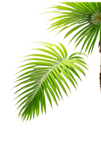 palm tree vector,fan palm,coconut palm tree,coconut palm,norfolk island pine,toddy palm,palmtree,wine palm,palm fronds,palm leaves,palm in palm,cycad,palm leaf,palm tree,coconut tree,easter palm,date palm,palm,tropical floral background,areca nut,Conceptual Art,Daily,Daily 11