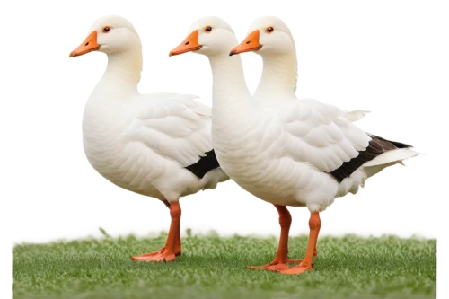 a pair of geese,greylag geese,geese,gooseander,greylag goose,snow goose,goose game,canadian swans,duck females,shelduck,swan pair,easter goose,ducks,tula fighting goose,galliformes,goslings,australian shelduck,cayuga duck,platycercus,goose,Conceptual Art,Daily,Daily 26