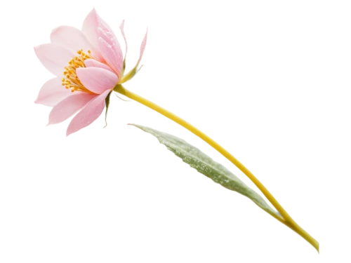 flower illustration,flowers png,lotus png,centaurium,illustration of the flowers,flower illustrative,ikebana,minimalist flowers,lotus art drawing,rose flower illustration,flower drawing,flower and bird illustration,magnolia × soulangeana,magnolia star,lotus ffflower,gaura,sego lily,tulip magnolia,single flower,magnolia flower,Illustration,Black and White,Black and White 24