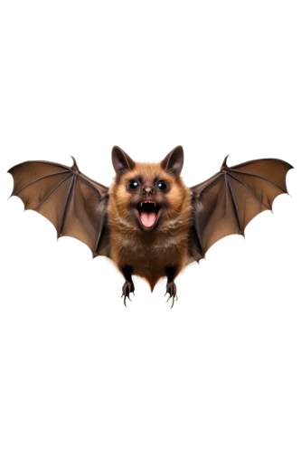 bat smiley,bat,vampire bat,big brown bat,fruit bat,hanging bat,tropical bat,little brown myotis,little red flying fox,flying fox,bats,pipistrelles,mouse eared bat,aye-aye,common pipistrelle,megabat,lantern bat,bongo,png transparent,batrachian,Conceptual Art,Fantasy,Fantasy 12