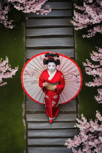 geisha,geisha girl,japanese woman,sakura blossom,japanese cherry,japanese sakura background,sakura flower,kyoto,sakura blossoms,japanese culture,japanese cherry blossom,cherry blossom japanese,japanese umbrella,tea zen,japan garden,japanese doll,japanese cherry blossoms,cherry blossom festival,the cherry blossoms,japan,Photography,General,Natural