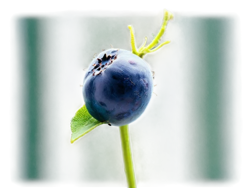 bilberry,blueberries,dewberry,blueberry,jamun,damson,european plum,grape-hyacinth,blueberry stilton cheese,grape seed extract,nightshade plant,aniseed,blue grapes,berry fruit,garden berry,grape hyacinth,bayberry,the early gooseberry,blue grape,indian gooseberry,Photography,Fashion Photography,Fashion Photography 21