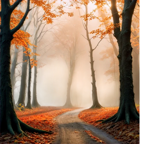 autumn forest,autumn fog,forest road,germany forest,tree lined path,forest path,autumn landscape,foggy forest,autumn scenery,autumn walk,beech trees,autumn trees,autumn morning,tree lined lane,autumn background,deciduous forest,fall landscape,autumn idyll,forest landscape,fairytale forest,Illustration,Abstract Fantasy,Abstract Fantasy 16