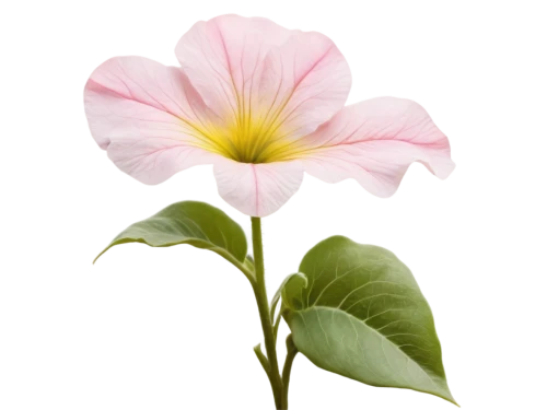 flowers png,pink morning glory flower,anthurium,shrub mallow,calystegia sepium,swamp rose mallow,lotus png,bindweed,madagascar periwinkle,allamanda,trumpet flower,malope,pink hibiscus,hedge bindweed,flower background,chinese hibiscus,hibiscus flower,pink flower white,hawaiian hibiscus,flower pink,Art,Artistic Painting,Artistic Painting 02