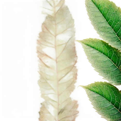 fern leaf,motherwort,leaf fern,walnut leaf,chestnut leaf,silvertip fir,mugwort,tropical leaf,foliage leaf,nettle leaves,common sage,coconut leaf,parrot feathers,palm leaf,tropical leaf pattern,curry leaves,custody leaf,stevia,spring leaf background,fern plant,Illustration,Abstract Fantasy,Abstract Fantasy 19