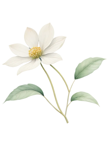 magnolia star,magnolia × soulangeana,white magnolia,anemone nemorosa,wood anemone,anemone japonica,chinese magnolia,southern magnolia,star magnolia,cape jasmine,flower illustration,magnolia x soulangiana,flowers png,yulan magnolia,magnolia stellata,japanese anemone,dahlia white-green,white cosmos,mock orange,magnolia,Conceptual Art,Daily,Daily 25