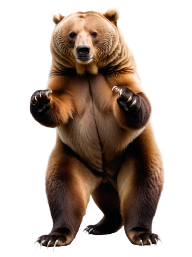 slothbear,left hand bear,nordic bear,cute bear,bear,bear kamchatka,scandia bear,brown bear,bear teddy,kodiak bear,great bear,sun bear,bear market,bear cub,bears,grizzly bear,bear bow,little bear,teddy-bear,grizzly,Photography,Artistic Photography,Artistic Photography 03