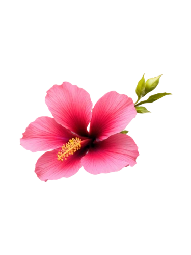 flowers png,flower background,pink floral background,pink hibiscus,hibiscus flower,hibiscus flowers,hawaiian hibiscus,hibiscus,hibiscus and leaves,rose png,floral digital background,pink flower,hibiscus rosa-sinensis,minimalist flowers,chinese hibiscus,pink moccasin flower,swamp rose mallow,hibiscus-double,paper flower background,hibiscus rosasinensis,Illustration,American Style,American Style 02