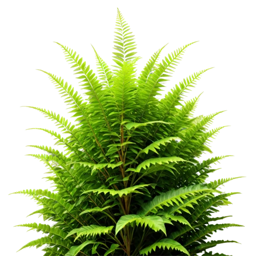 fern plant,ostrich fern,leucaena,leaf fern,ferns,fern leaf,fern fronds,fern,fir fronds,norfolk island pine,columbian spruce,young frond,frond,fouquieria splendens,forest plant,green foliage,acacia,terrestrial plant,mimosa tenuiflora,thuja,Photography,General,Realistic