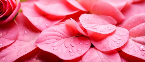 pink petals,rose petals,petals of perfection,petals,paper flower background,pink floral background,spray roses,pink flowers,flowers png,petal,pink roses,hearts color pink,clove pink,heart pink,flower wall en,pink flower,flower background,rose pink colors,pink plumeria,valentine flower,Illustration,Japanese style,Japanese Style 06