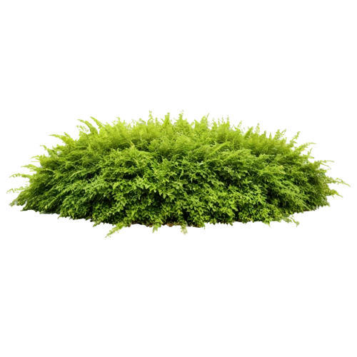 tree moss,grass golf ball,moss,forest moss,artificial grass,block of grass,grass roof,dad grass,caulerpa,artificial turf,turf roof,grass,hornwort,halm of grass,moss saxifrage,brick grass,charophyta,aaa,liverwort,grass grasses,Photography,General,Realistic