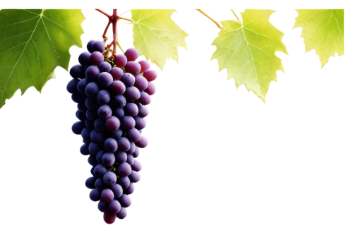 grapes icon,wine grape,grape seed extract,purple grapes,wine grapes,grape seed oil,grape vine,grapes,vitis,grape hyancinths,table grapes,vineyard grapes,blue grapes,fresh grapes,grape turkish,red grapes,grapevines,grape vines,bright grape,grape,Illustration,Paper based,Paper Based 20