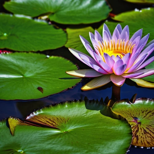 lotus on pond,water lily flower,waterlily,water lily,large water lily,water lotus,flower of water-lily,water lilly,giant water lily,pond flower,sacred lotus,pond lily,lotus flowers,lotus flower,water lilies,lotus ffflower,lotus pond,white water lily,lotus plants,pink water lily,Photography,General,Realistic