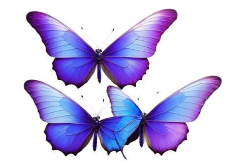 butterfly vector,butterfly clip art,butterfly background,blue butterfly background,hesperia (butterfly),butterfly wings,butterfly lilac,c butterfly,butterflies,vanessa (butterfly),butterfly,morpho,papillon,ulysses butterfly,cupido (butterfly),flutter,butterflay,butterfly effect,rainbow butterflies,butterfly floral,Illustration,Realistic Fantasy,Realistic Fantasy 32