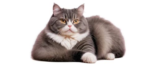 british longhair cat,domestic long-haired cat,american bobtail,british semi-longhair,british longhair,kurilian bobtail,european shorthair,american curl,turkish angora,american shorthair,gray cat,norwegian forest cat,oriental longhair,asian semi-longhair,siberian cat,chartreux,breed cat,cats angora,american wirehair,cat vector,Photography,Black and white photography,Black and White Photography 03