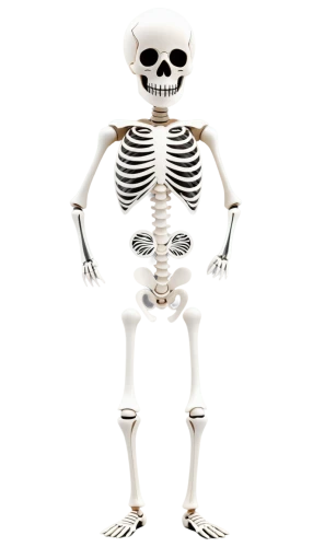 skeletal,calcium,skeleltt,human skeleton,vintage skeleton,skeleton,bone,skeletons,skeletal structure,bones,bowl bones,day of the dead skeleton,die,endoskeleton,skull bones,wall,boo,png image,scull,skulls bones,Unique,Paper Cuts,Paper Cuts 09