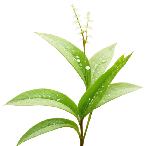 tea plant,cherry laurel,aromatic plant,drops plant leaves,rain lily,tea tree,loose tea leaves,oleaceae,lemon myrtle,curry leaves,morinda citrifolia,hojicha,pineapple lily,tea leaf,scaphosepalum,bay leaf,spring leaf background,oil-related plant,thick-leaf plant,loose-leaf,Illustration,Paper based,Paper Based 23