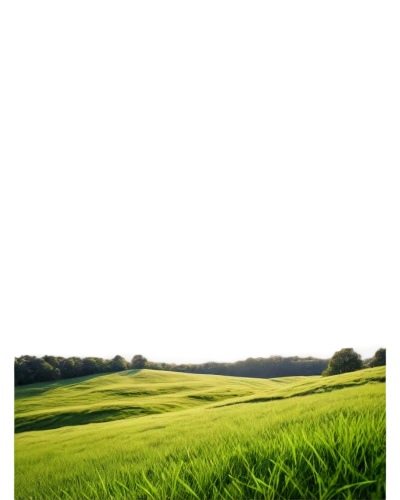 grain field panorama,landscape background,ricefield,paddy field,golf course background,green fields,field of cereals,rice field,farm background,green landscape,aaa,rice fields,yamada's rice fields,the rice field,grassland,meadow fescue,background vector,cornfield,grasslands,cropland,Illustration,Realistic Fantasy,Realistic Fantasy 22