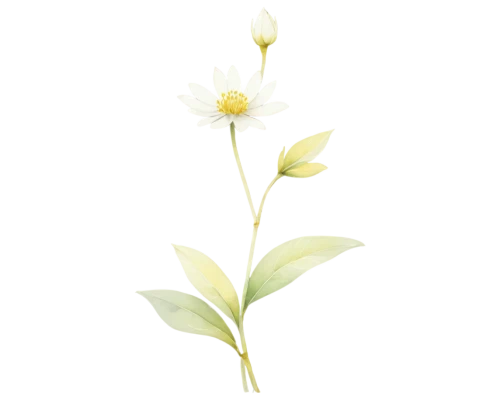 flowers png,tuberose,flower illustration,camomile flower,tea flowers,minimalist flowers,leucanthemum,avalanche lily,xerochrysum bracteatumm,flower illustrative,the white chrysanthemum,trifolium medium,chrysanthemum tea,ikebana,lotus png,ornithogalum,white lily,sego lily,hieracium,star-of-bethlehem,Conceptual Art,Daily,Daily 29