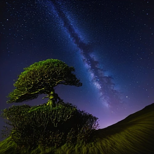 lone tree,isolated tree,astronomy,the milky way,milky way,milkyway,magic tree,astrophotography,starry sky,the japanese tree,the night sky,celtic tree,planet alien sky,astronomer,flourishing tree,night sky,perseid,extraterrestrial life,starscape,small tree,Conceptual Art,Oil color,Oil Color 01