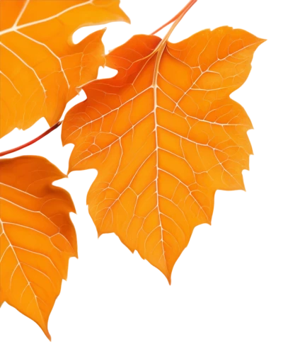 beech leaf,leaf background,beech leaves,european beech,maple foliage,maple leave,leaf maple,thunberg's fan maple,autumnal leaves,autumn leaf paper,tree leaves,oak leaves,chestnut leaf,the leaves of chestnut,autumn leaf,fall leaf border,norway maple,leaf border,autumn background,spring leaf background,Illustration,Black and White,Black and White 29