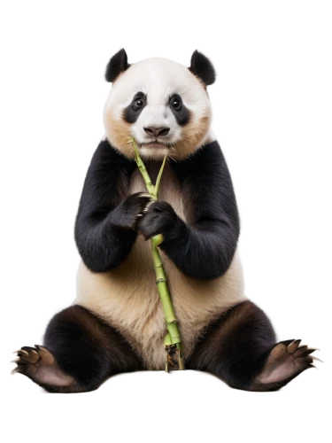 chinese panda,giant panda,panda,hanging panda,pandabear,bamboo,panda bear,bamboo flute,kawaii panda,pandas,little panda,lun,panda cub,baby panda,bamboo scissors,po,kawaii panda emoji,anthropomorphized animals,slothbear,oliang,Photography,Documentary Photography,Documentary Photography 10