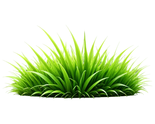 citronella,wheatgrass,sweet grass plant,wheat grass,block of grass,patrol,charophyta,green plant,grass,sabal palmetto,fouquieria,grass fronds,dad grass,wheat germ grass,aaa,palm pasture,grass lily,novruz,saw palmetto,grass roof,Conceptual Art,Sci-Fi,Sci-Fi 19