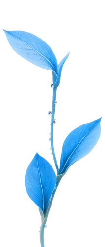 blue leaf frame,trumpet gentian,blue butterfly background,blue petals,gentiana,blue flower,closed blue gentian,cleanup,blue trumpet vine,gentian,flowers png,funnel flower,himilayan blue poppy,siberian squill,gentians,satyrium (butterfly),dayflower,bell flower,balloon flower,vine flower,Illustration,Black and White,Black and White 21