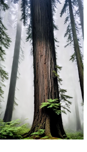 redwood tree,redwoods,old-growth forest,redwood,foggy forest,spruce forest,fir forest,temperate coniferous forest,douglas fir,spruce-fir forest,coniferous forest,spruce trees,big trees,sitka spruce,sugar pine,tropical and subtropical coniferous forests,evergreen trees,northwest forest,eastern hemlock,larch forests,Illustration,Paper based,Paper Based 29