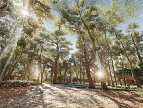 tree lined path,tree lined lane,palma trees,tree-lined avenue,olive grove,forest road,forest path,pine forest,tree lined,pathway,walk in a park,green forest,ancient olympia,grove of trees,parque estoril,landscape designers sydney,brookgreen gardens,tree grove,forest of dreams,tree canopy