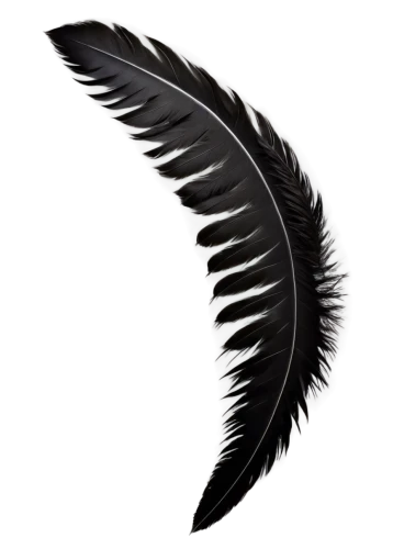 black feather,raven's feather,swan feather,feather,hawk feather,angel wing,bird feather,pigeon feather,feather headdress,black angel,white feather,chicken feather,feather jewelry,angel wings,prince of wales feathers,feathers,bird wing,winged heart,peacock feather,winged,Illustration,Japanese style,Japanese Style 09