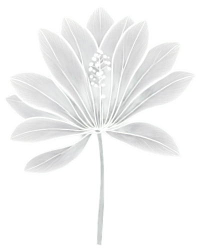 white lily,flowers png,white passion flower,lotus leaf,guernsey lily,white plumeria,flannel flower,sego lily,fan leaf,the white chrysanthemum,lilium candidum,delicate white flower,white flower,white magnolia,white chrysanthemum,lotus png,magnolia stellata,decorative flower,palm lily,white trumpet lily,Illustration,Black and White,Black and White 35