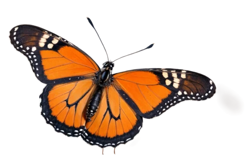 euphydryas,vanessa atalanta,polygonia,viceroy (butterfly),orange butterfly,melitaea,butterfly vector,coenonympha tullia,hesperia (butterfly),scotch argus,vanessa cardui,lycaena phlaeas,lycaena,vanessa (butterfly),brush-footed butterfly,coenonympha,butterfly clip art,white admiral or red spotted purple,hesperia comma,monarch butterfly,Unique,3D,Panoramic