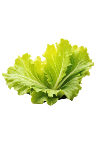 romaine,leaf lettuce,romaine lettuce,ice lettuce,iceburg lettuce,lettuce,lettuce leaves,head of lettuce,iceberg lettuce,chinese cabbage,cabbage leaves,rapini,pak-choi,chinese celery,brassica,red leaf lettuce,savoy cabbage,caesar salad,cabbage,chinese cabbage young,Illustration,Realistic Fantasy,Realistic Fantasy 44