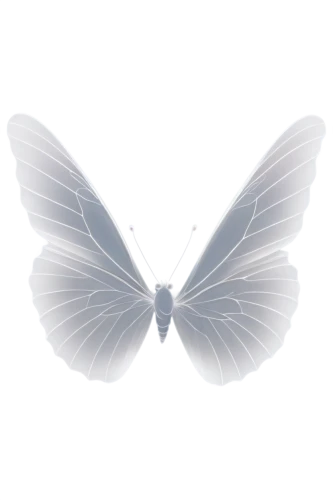 butterfly vector,butterfly white,white butterfly,blue butterfly background,cupido (butterfly),black-veined white butterfly,hesperia (butterfly),butterfly background,butterfly clip art,butterfly isolated,celastrina,isolated butterfly,white butterflies,papillon,sky butterfly,cabbage white,coenonympha,limenitis,vanessa (butterfly),cabbage white butterfly,Photography,Documentary Photography,Documentary Photography 32